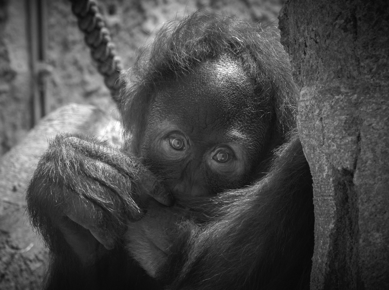 Dalai ist die jüngste der eingesperrten Orang-Utans im Dresdner Zoo. Hier am Eröffnungstag des Orang-Utan-Hauses am 18. Juni. Foto: Colin Goldner