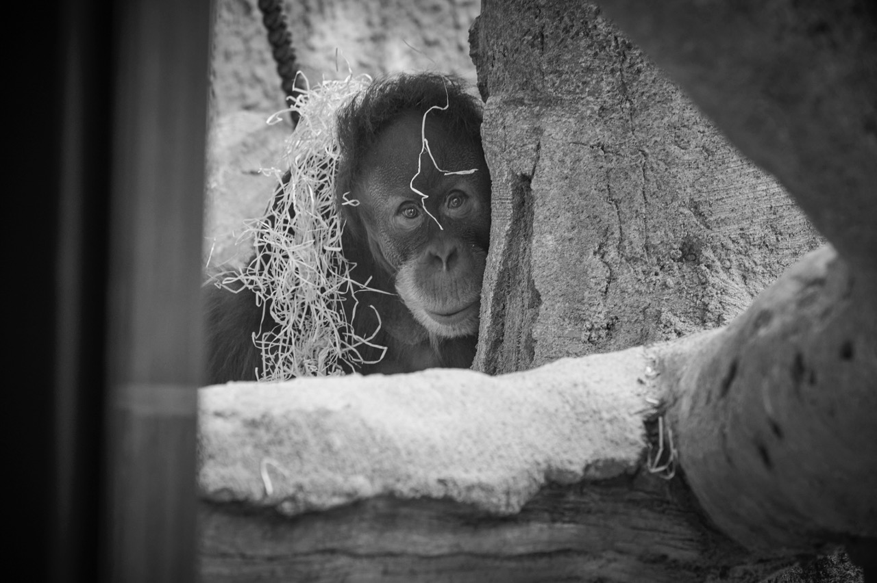 Dalai ist ein Jungtier und könnte ein erträglicheres Leben haben. Wenn es nach dem Zoo Dresden geht, wird sie jedoch lebenslänglich eingesperrt bleiben. Foto: Colin Goldner